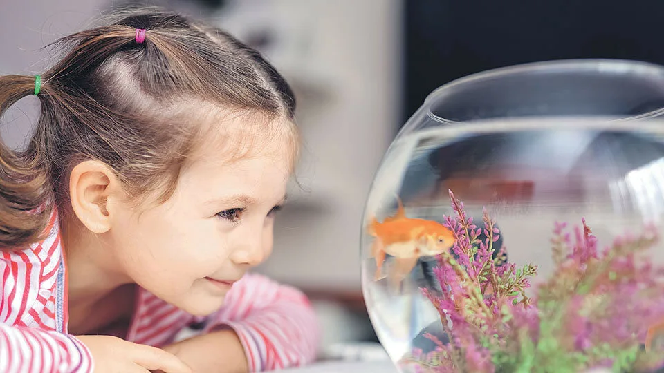 top v kakikh ryb derzhat v akvariume 960x540 1 960x540 3684207 Straipsniai.lt