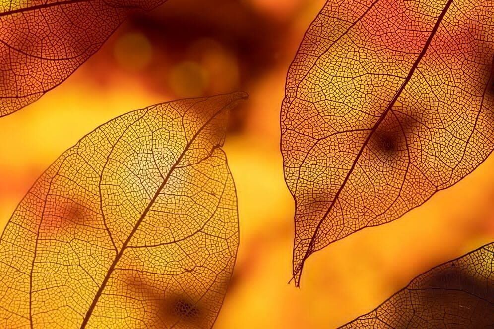 Visos rudens spalvos