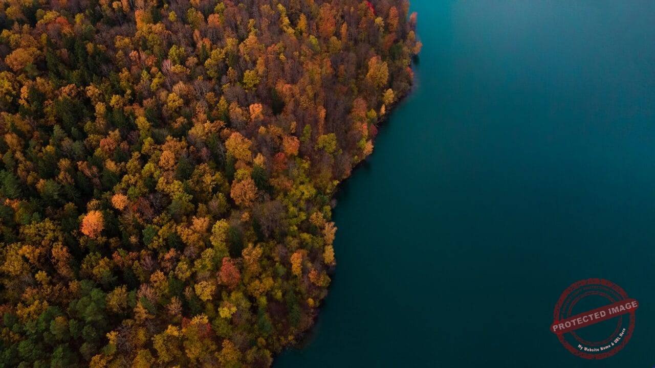 brown and green trees beside blue body of water