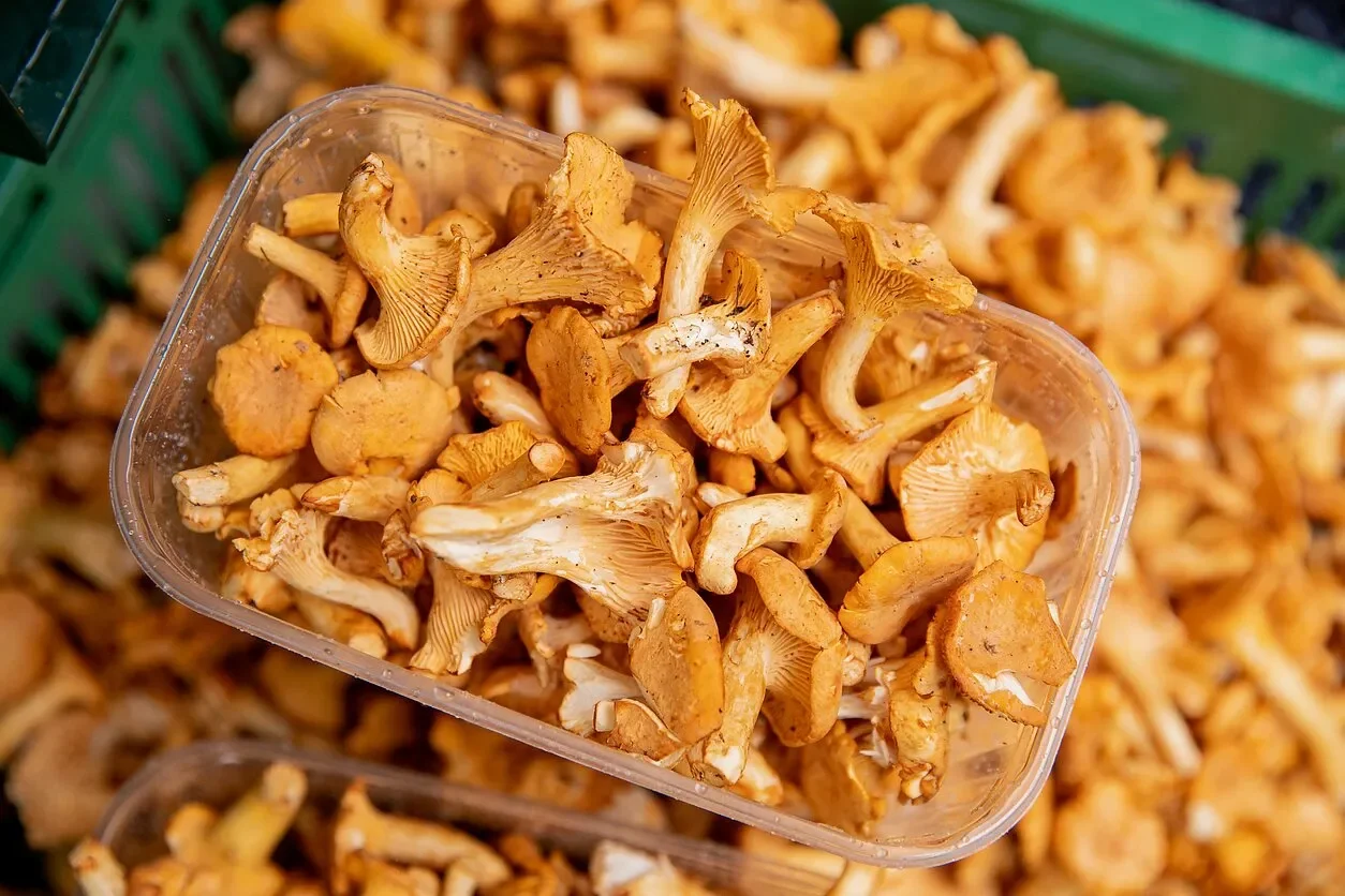 voveraites 1 Straipsniai.lt