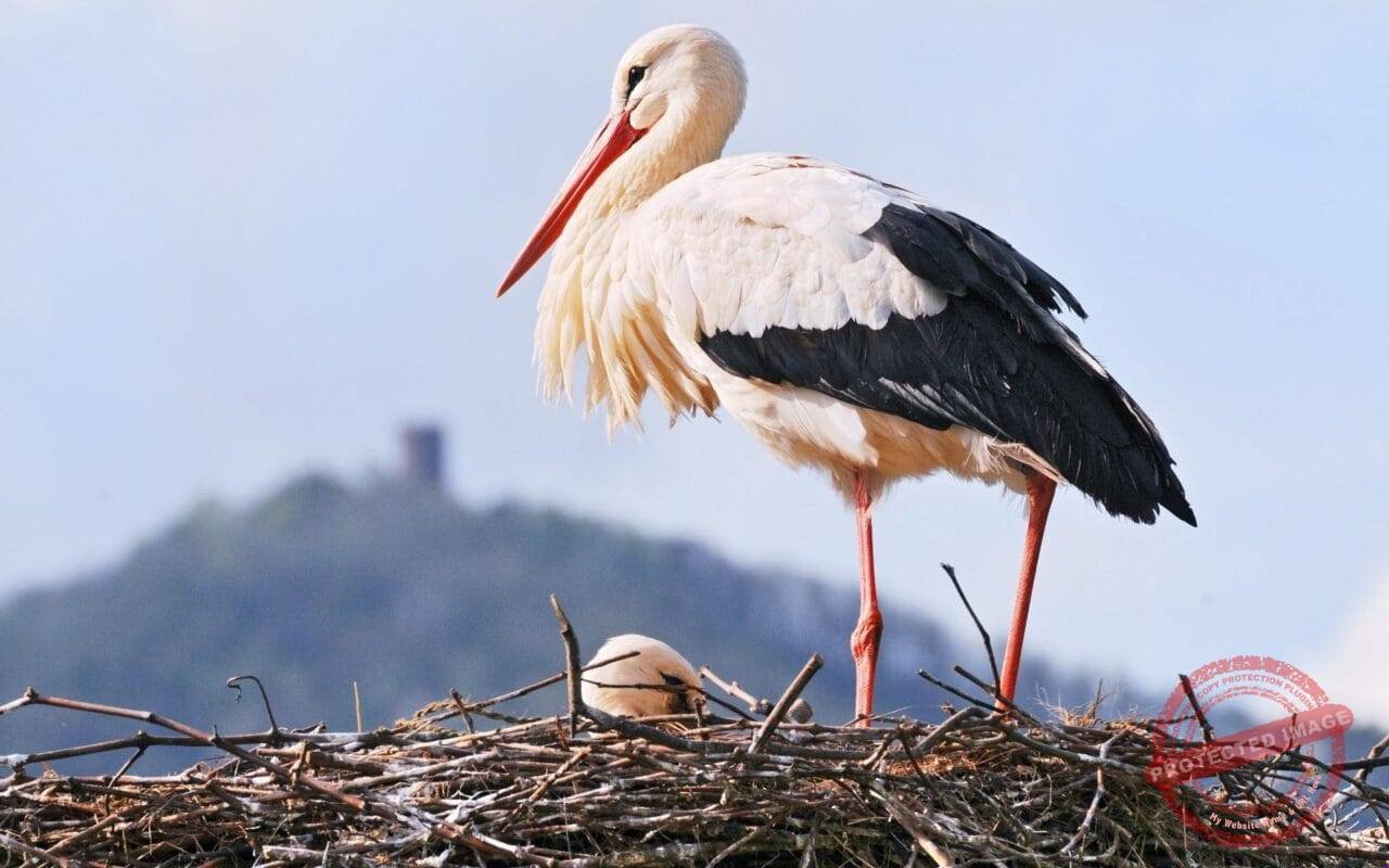 White Stork