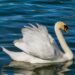 swan, bird, white swan