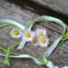 daisy, heart, romance