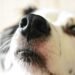 dog face