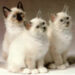 Kačių veislės: Birmos katės