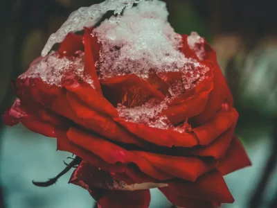 Rožių paruošimas žiemai. Naudingi patarimai